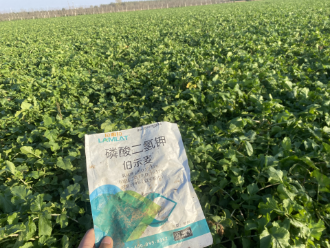 進口水溶肥,蘿卜種植,伯示麥磷酸二氫鉀 進口水溶肥,蘿卜種植,伯示麥磷酸二氫鉀