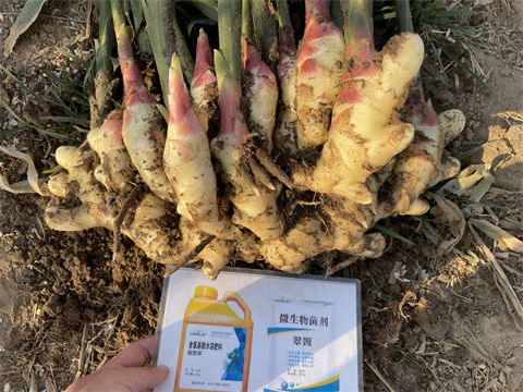 進(jìn)口水溶肥,大姜種植,翠姆水溶肥 進(jìn)口水溶肥,大姜種植,翠姆水溶肥