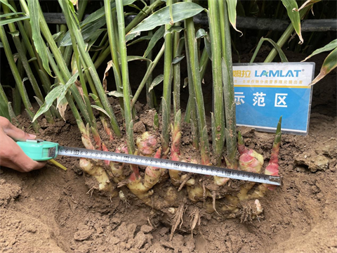 進(jìn)口水溶肥,大姜種植,翠姆水溶肥 進(jìn)口水溶肥,大姜種植,翠姆水溶肥