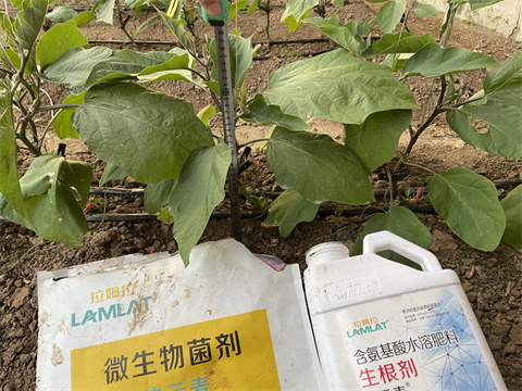 水溶肥廠(chǎng)家,茄子種植,伯示麥水溶肥 水溶肥廠(chǎng)家,茄子種植,伯示麥水溶肥
