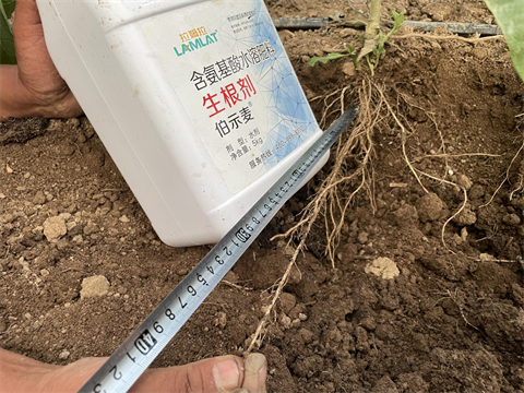 水溶肥廠(chǎng)家,茄子種植,伯示麥水溶肥 水溶肥廠(chǎng)家,茄子種植,伯示麥水溶肥