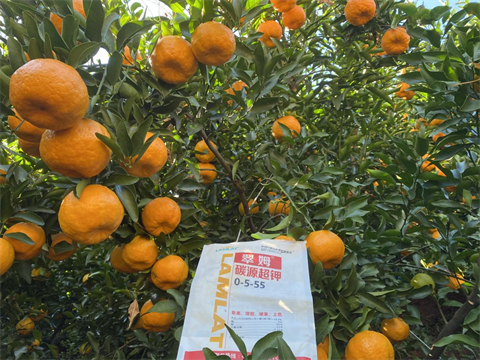 水溶肥廠家,柑橘種植,拉姆拉水溶肥 水溶肥廠家,柑橘種植,拉姆拉水溶肥